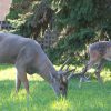 Two deer outside in a neighborhood