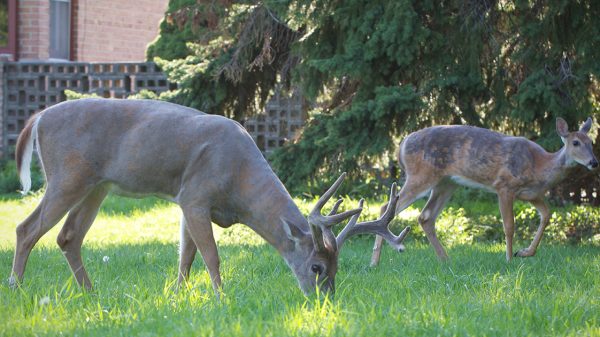 Two deer outside in a neighborhood