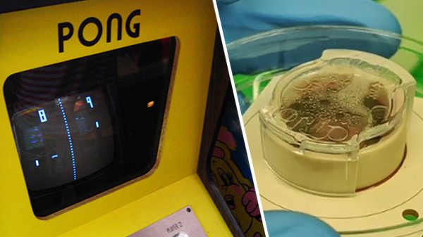 A Pong arcade machine and the DishBrain