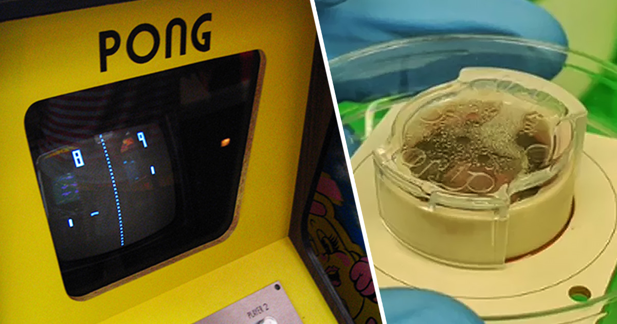 A Pong arcade machine and the DishBrain
