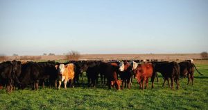 A large group of cattle in a grassy field