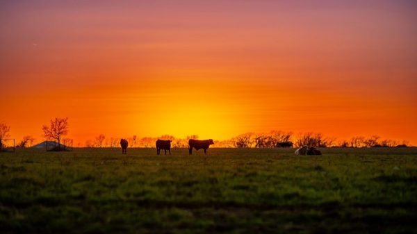 Cattle in a grassy field at sunset