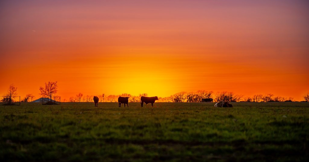 Cattle in a grassy field at sunset